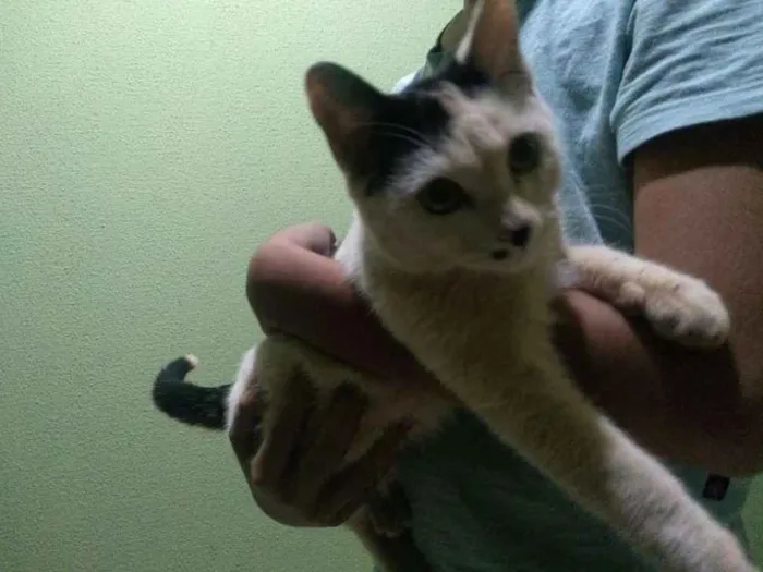Gato ra a Indefinida idade 2 a 6 meses nome Sem nome