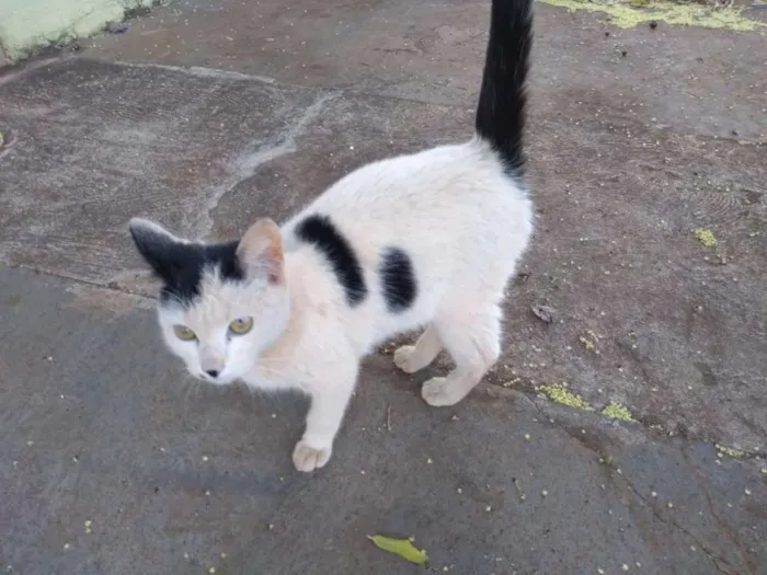 Gato ra a Indefinida idade 2 a 6 meses nome Sem nome