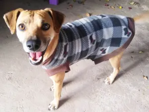 Cachorro raça SRD idade 2 anos nome Pingo