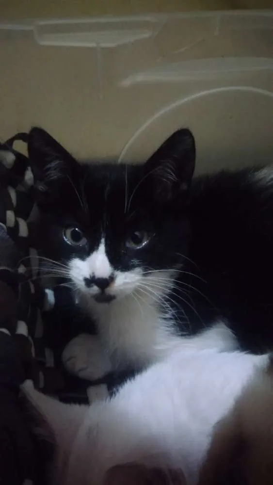 Gato ra a Srd idade 2 a 6 meses nome Amora