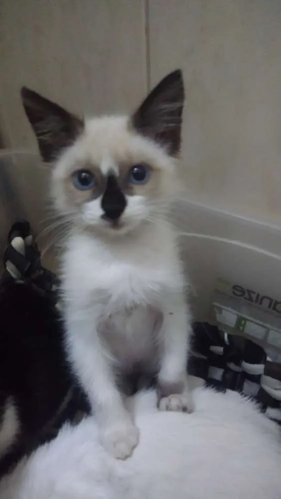 Gato ra a Srd idade 2 a 6 meses nome Sininho