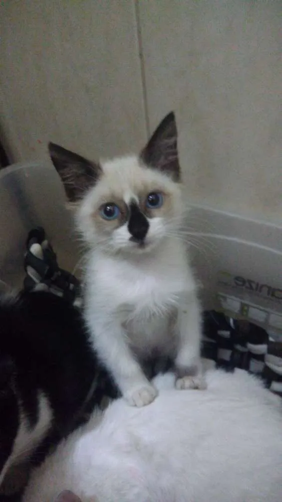 Gato ra a Srd idade 2 a 6 meses nome Sininho