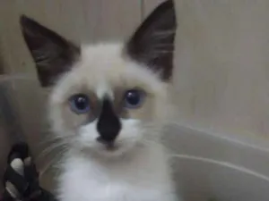 Gato raça Srd idade 2 a 6 meses nome Sininho