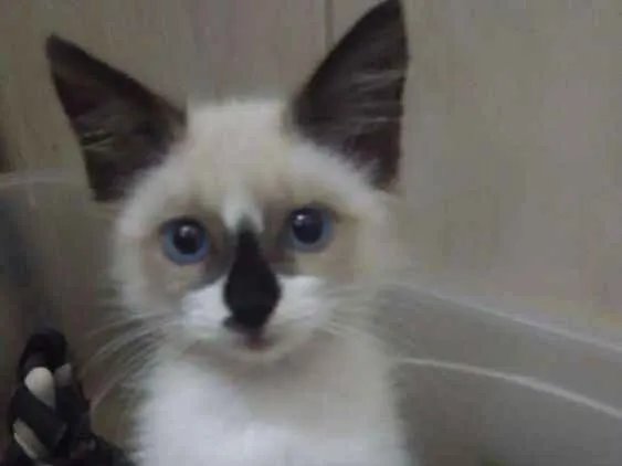 Gato ra a Srd idade 2 a 6 meses nome Sininho