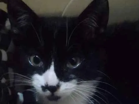 Gato ra a Srd idade 2 a 6 meses nome Amora