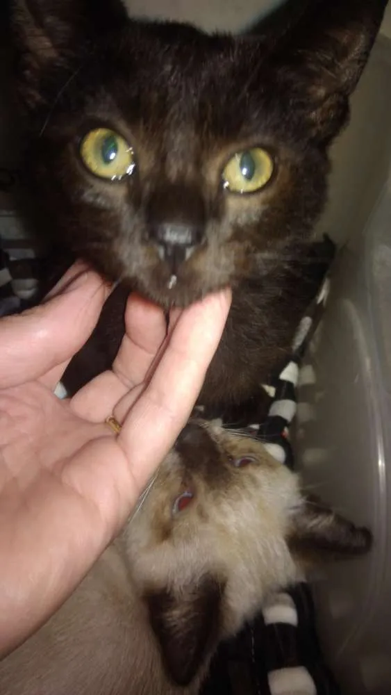 Gato ra a Srd idade 2 a 6 meses nome Batman