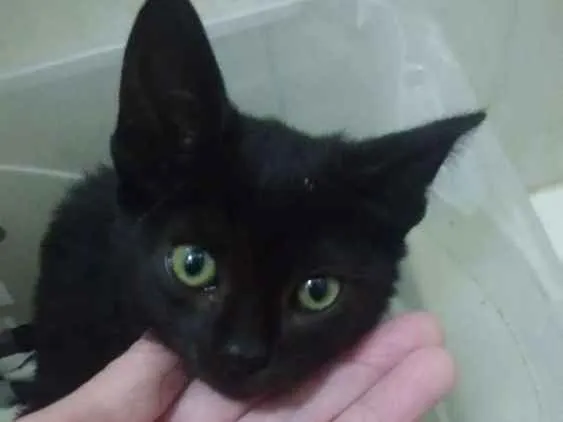 Gato ra a Srd idade 2 a 6 meses nome Batman