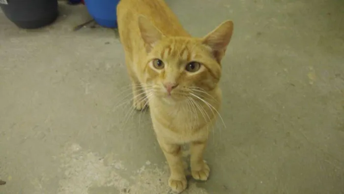 Gato ra a Srd idade 1 ano nome Thomas
