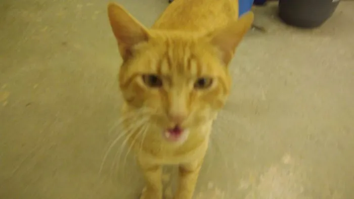 Gato ra a Srd idade 1 ano nome Thomas