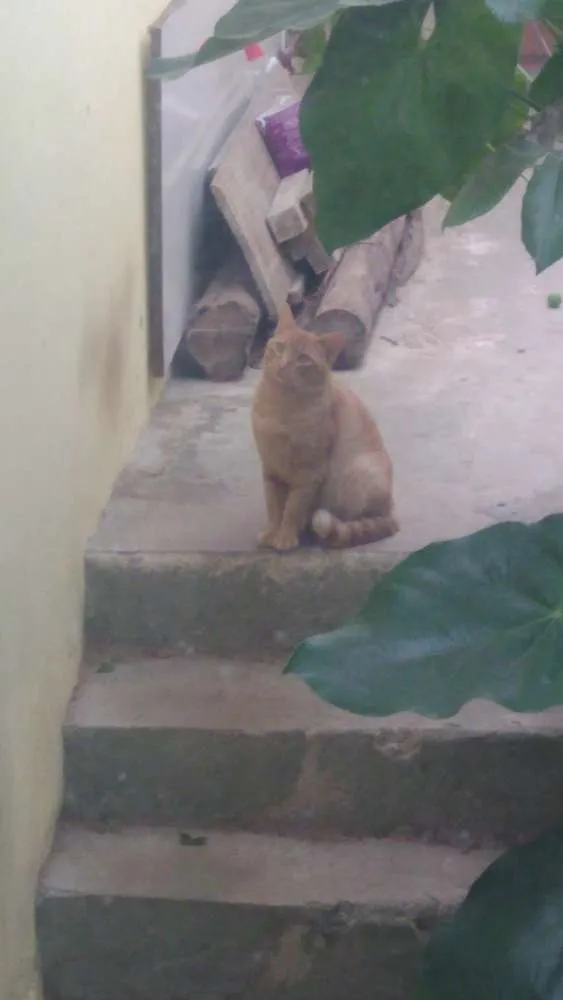 Gato ra a Srd idade 1 ano nome Thomas