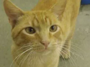 Gato raça Srd idade 1 ano nome Thomas