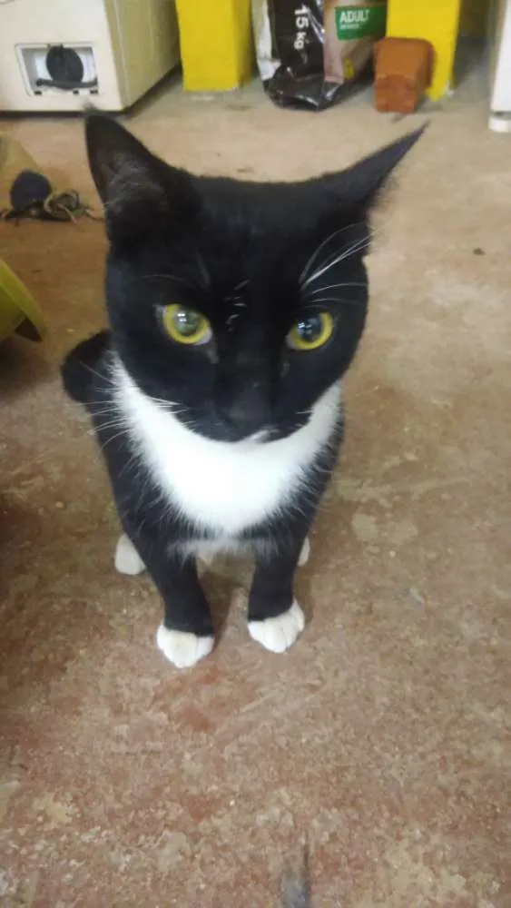 Gato ra a Srd idade 1 ano nome Hércules