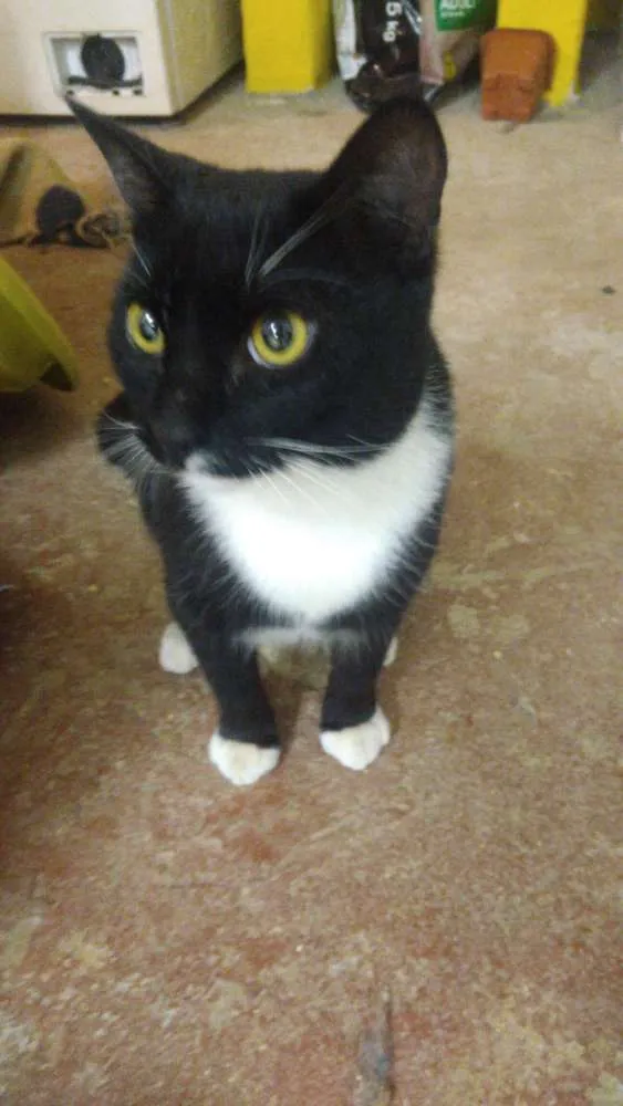 Gato ra a Srd idade 1 ano nome Hércules