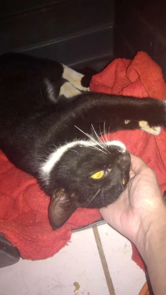 Gato ra a Srd idade 1 ano nome Hércules