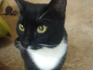 Gato raça Srd idade 1 ano nome Hércules