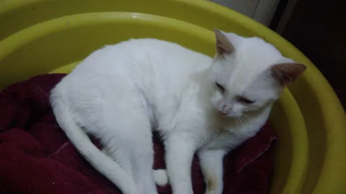 Gato ra a Srd idade 7 a 11 meses nome Brisa