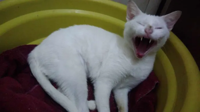 Gato ra a Srd idade 7 a 11 meses nome Brisa