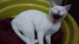 Brisa