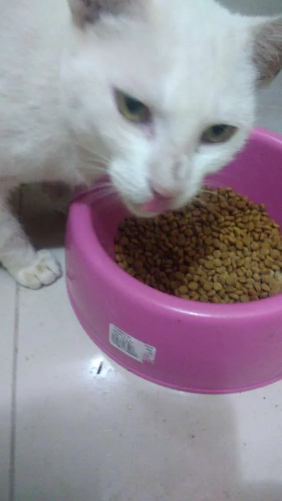 Gato ra a Srd idade 7 a 11 meses nome Brisa