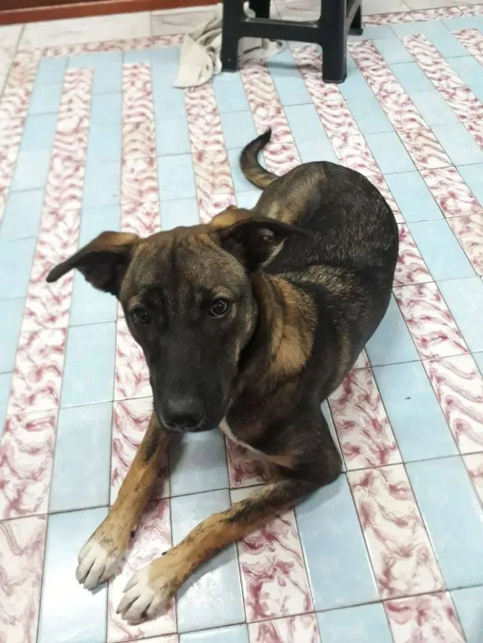 Cachorro ra a Não sei idade 2 a 6 meses nome Docinho