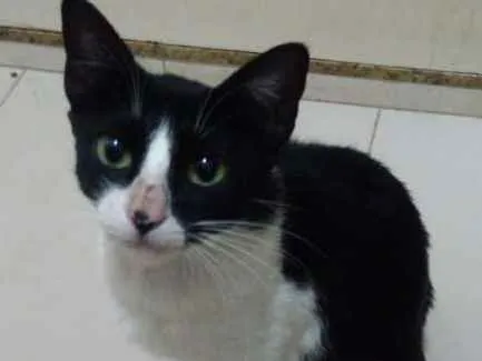 Gato ra a Srd idade 7 a 11 meses nome Winnie