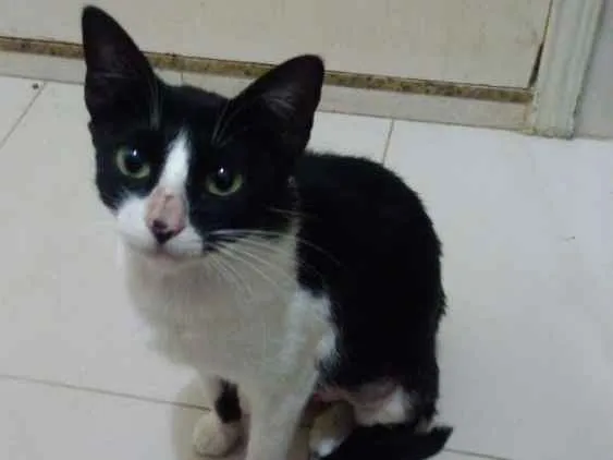 Gato ra a Srd idade 7 a 11 meses nome Winnie