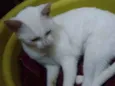Brisa
