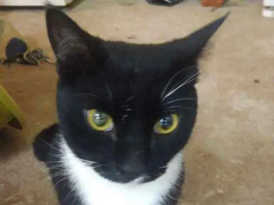Gato ra a Srd idade 1 ano nome Hércules