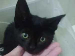 Gato raça Srd idade 2 a 6 meses nome Batman