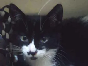 Gato raça Srd idade 2 a 6 meses nome Amora
