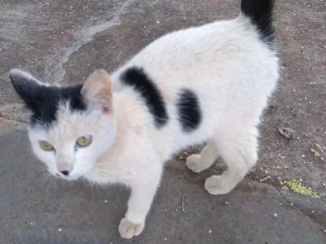 Gato ra a Indefinida idade 2 a 6 meses nome Sem nome