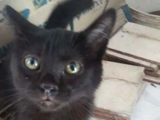 Gato ra a Indefinida idade 2 a 6 meses nome Sem nome