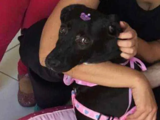 Cachorro ra a SRD idade 2 a 6 meses nome BRISA