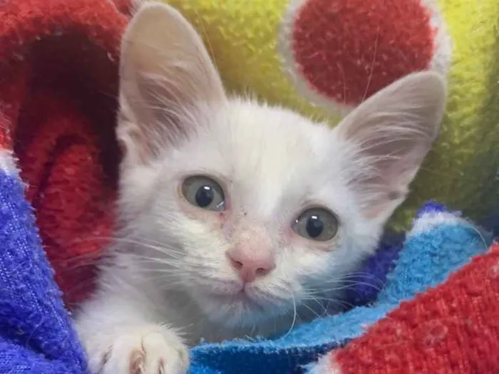 Gato ra a SRD idade 2 a 6 meses nome Camomila