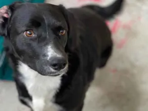 Cachorro raça SRD idade 7 a 11 meses nome Pipoca