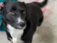 Pipoca