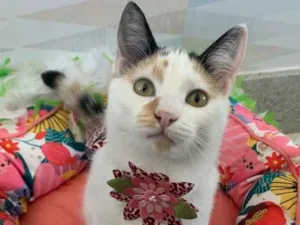 Gato raça SRD idade 2 a 6 meses nome DORA