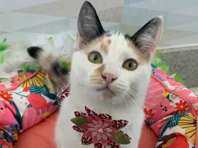 Gato ra a SRD idade 2 a 6 meses nome DORA