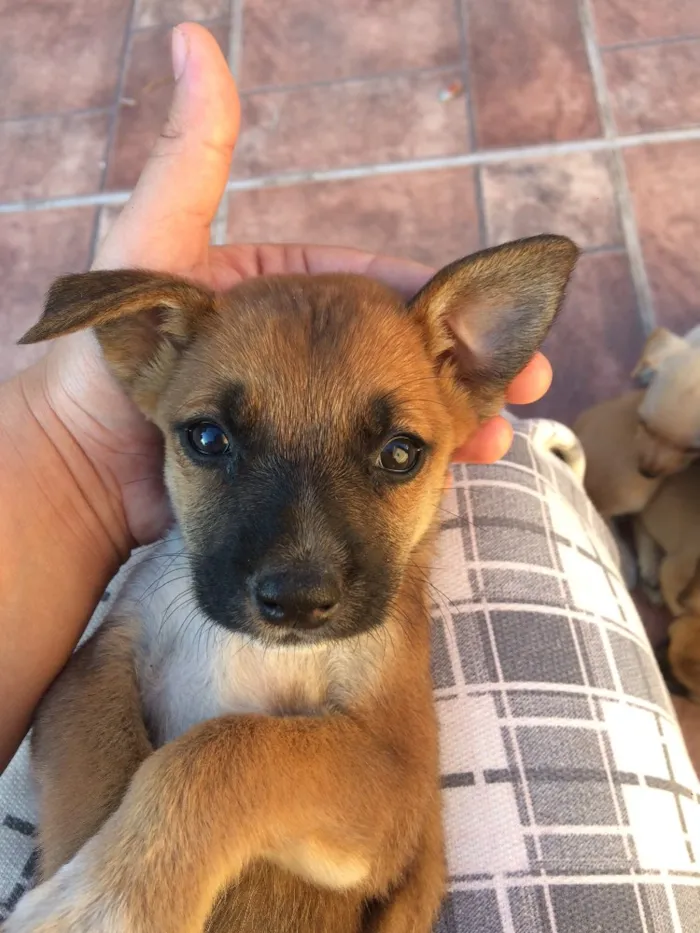 Cachorro ra a Sem raça definida idade 2 a 6 meses nome Filhotes abandonados