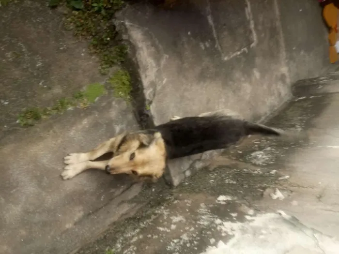 Cachorro ra a Salsicha/ pastor idade 2 anos nome Kepper