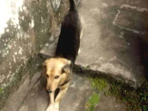 Cachorro raça Salsicha/ pastor idade 2 anos nome Kepper