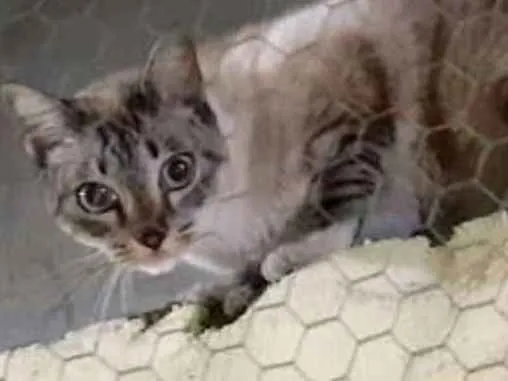 Gato ra a idade nome Gata