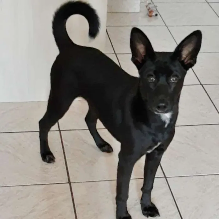 Cachorro ra a SRD idade 2 a 6 meses nome SOFIA