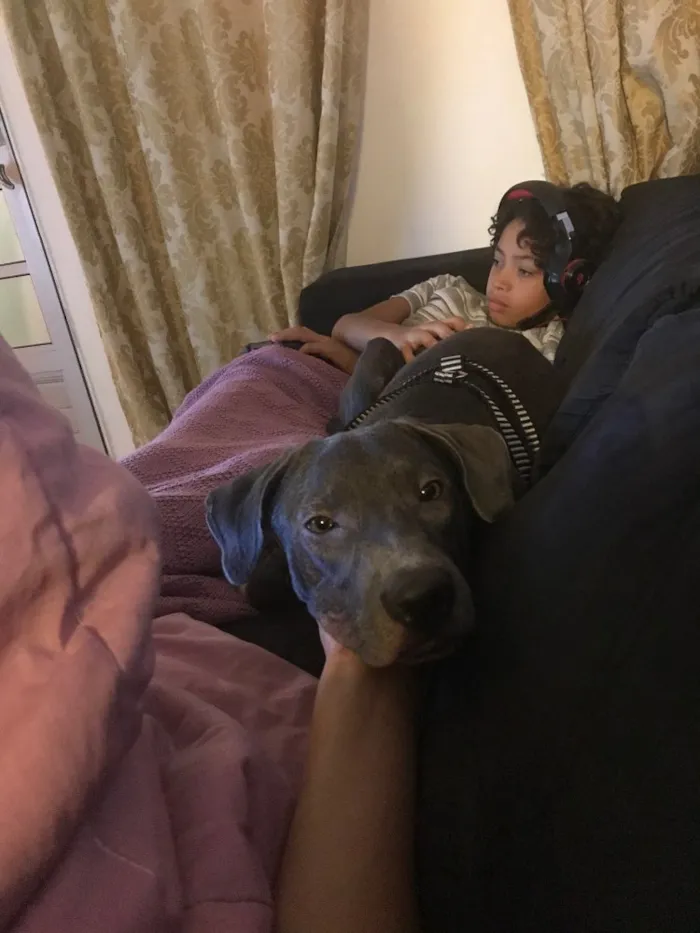 Cachorro ra a Não identificada idade  nome Jorge