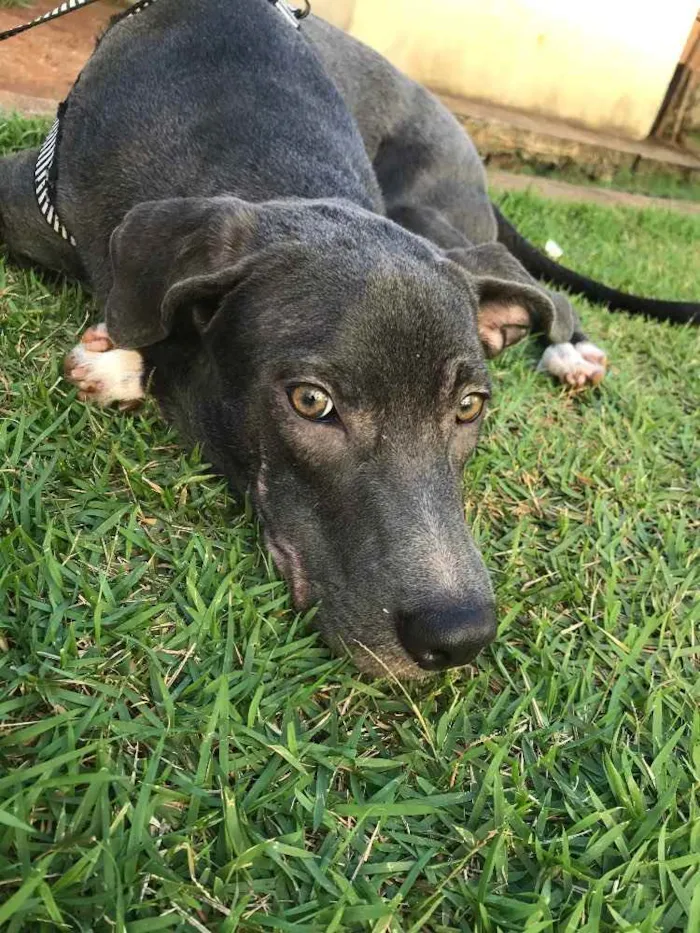 Cachorro ra a Não identificada idade  nome Jorge
