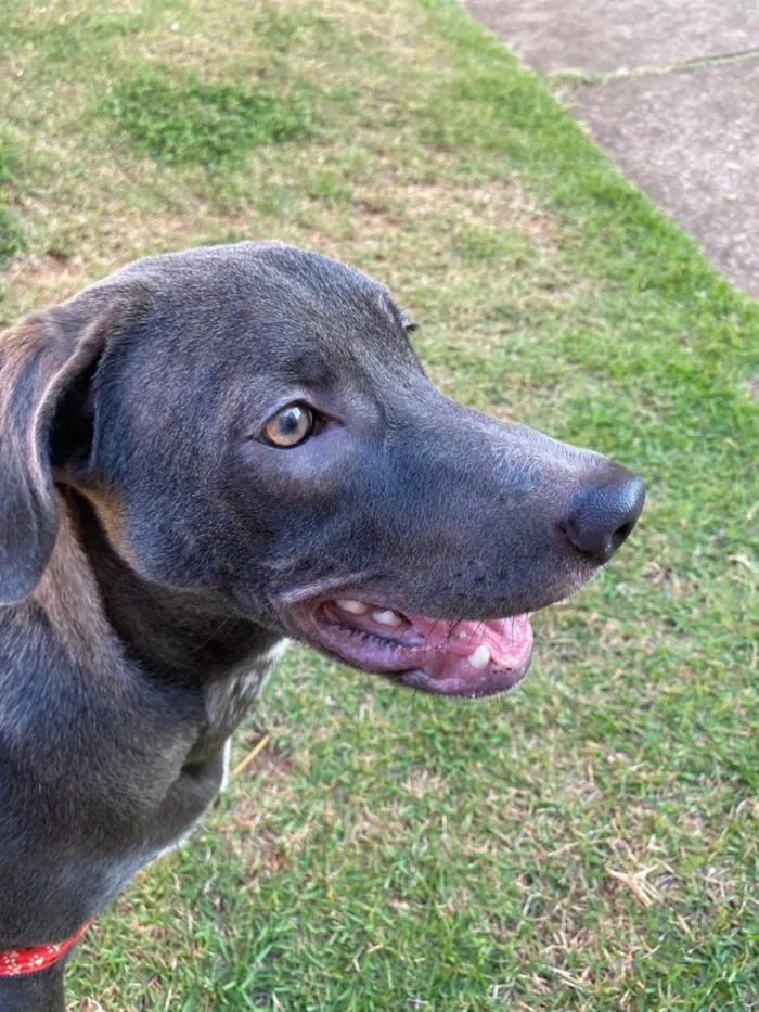 Cachorro ra a Não identificada idade  nome Jorge