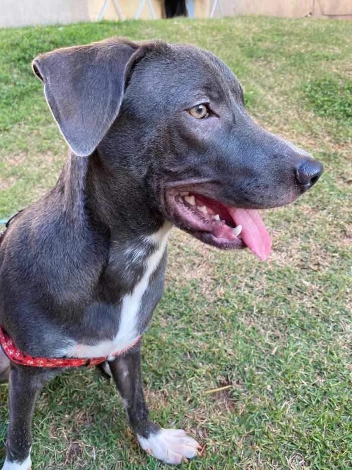 Cachorro ra a Não identificada idade  nome Jorge