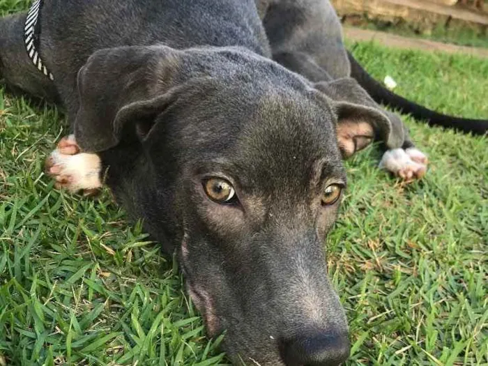 Cachorro ra a Não identificada idade  nome Jorge