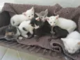 Gatinhos 