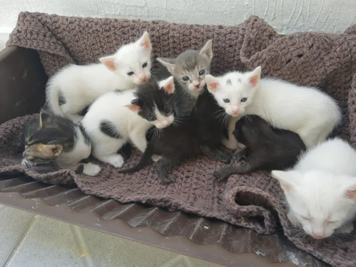 Gato ra a  idade Abaixo de 2 meses nome Gatinhos 